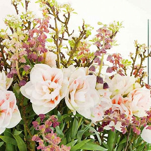 Amaryllis Nymph, Amarylis Bulbs, Hippeastrum Nymph, Hippeastrum Bulbs, White Flowers, White Amaryllis